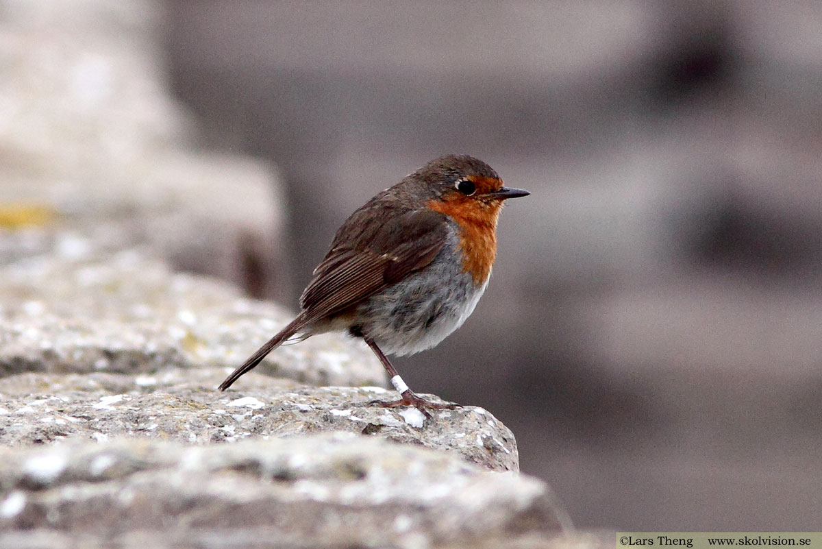 Rödhake, Erithacus rubecula